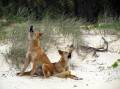 Rangers have repeated calls for people to be vigilant on K'gari after a dingo bit a boy on the leg. (HANDOUT/QUEENSLAND GOVERNMENT - DEPARTMENT OF ENVIRONMENT AND SCIENCE)